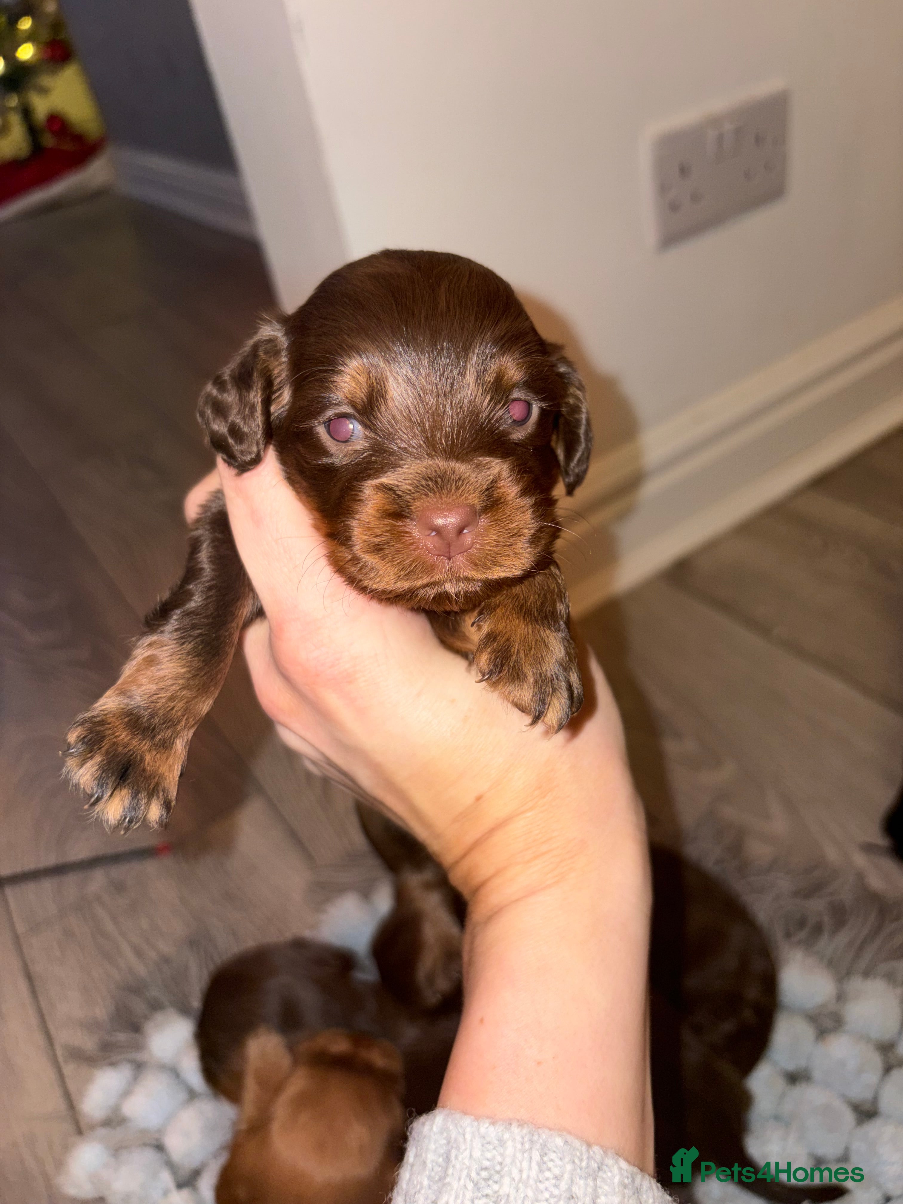 Cocker Spaniel dogs Cocker spaniel puppies  - Advert 3