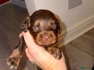 Cocker Spaniel dogs Cocker spaniel puppies - Advert 3