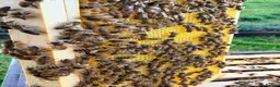 Mixed Breed invertebrates for sale: 6 Frame Overwintered National Nucleus of Bees 2027 - Advert 15