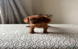 Miniature Poodle dogs for sale: 1 rubyKing Charles Cavalier health tested parents  - Image 2