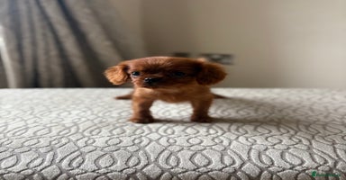 Miniature Poodle dogs - Advert 8