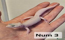Leopard Gecko reptiles for sale: Blacknight macksnows and supersnows in tremper - Image 33