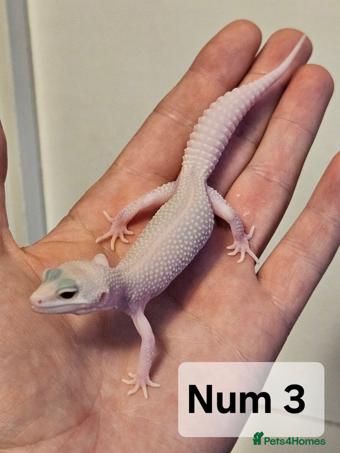Leopard Gecko reptiles for sale: Blacknight macksnows and supersnows in tremper - Image 33