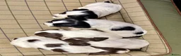 English Springer Spaniel dogs for sale: Gorgeous KC Springer Spaniels with excellent lines - Advert 23