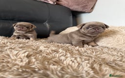 Pug dogs for sale: Stunning litter lilac tans and lilac tan pandas - Image 21