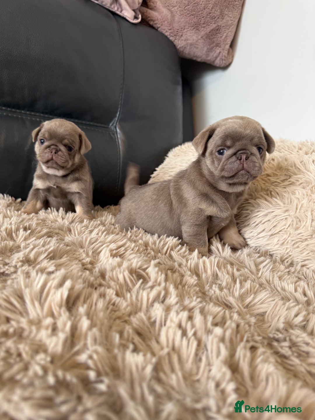 Pug dogs for sale: Stunning litter lilac tans and lilac tan pandas - Image 21