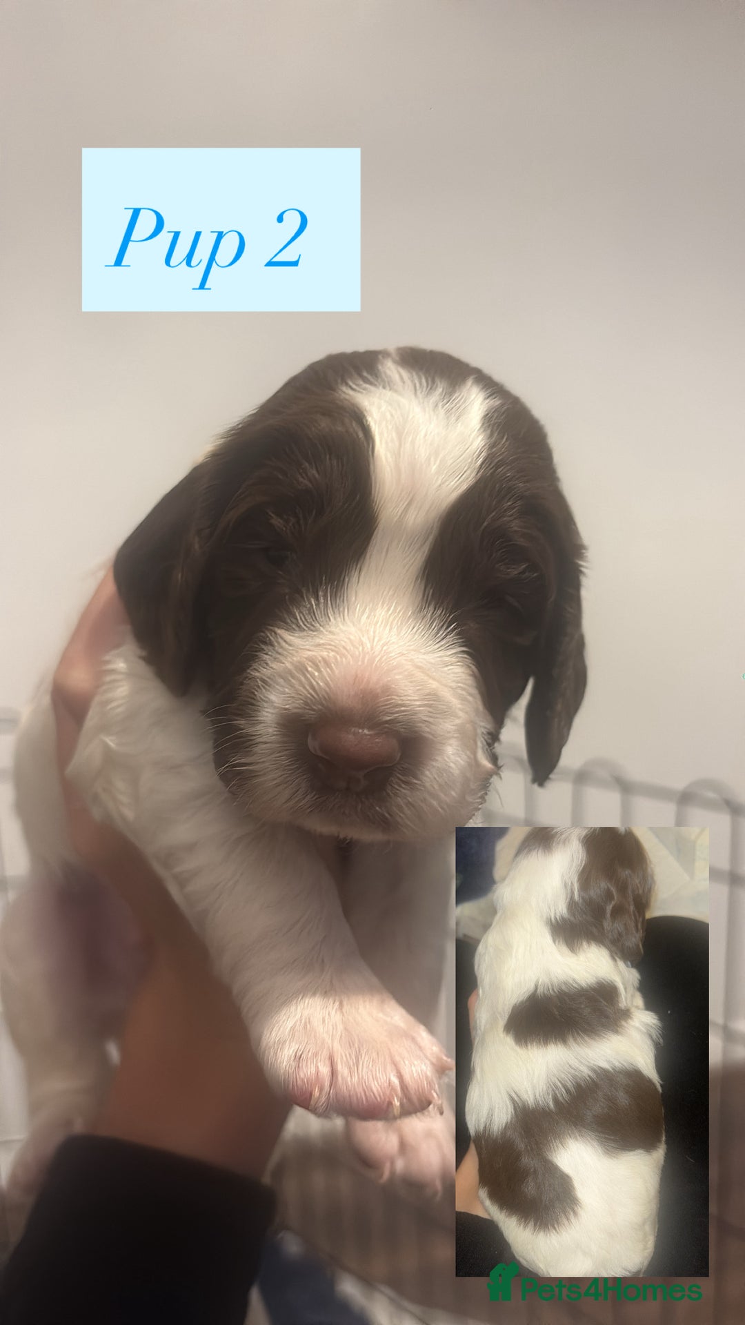 English Springer Spaniel dogs for sale: For sale - Advert 7