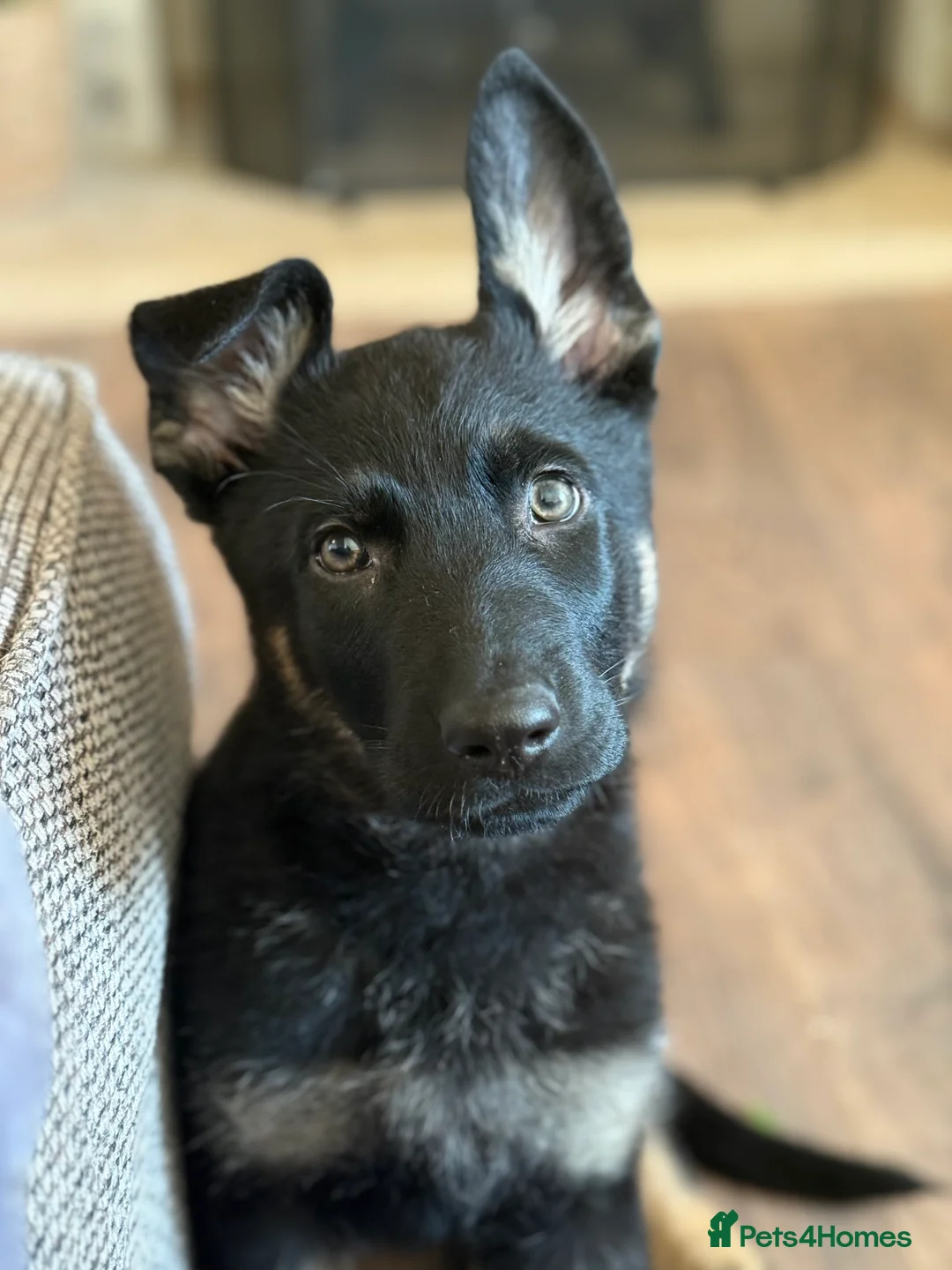 German Shepherd dogs for sale: German Shepherd Puppies - Advert 11