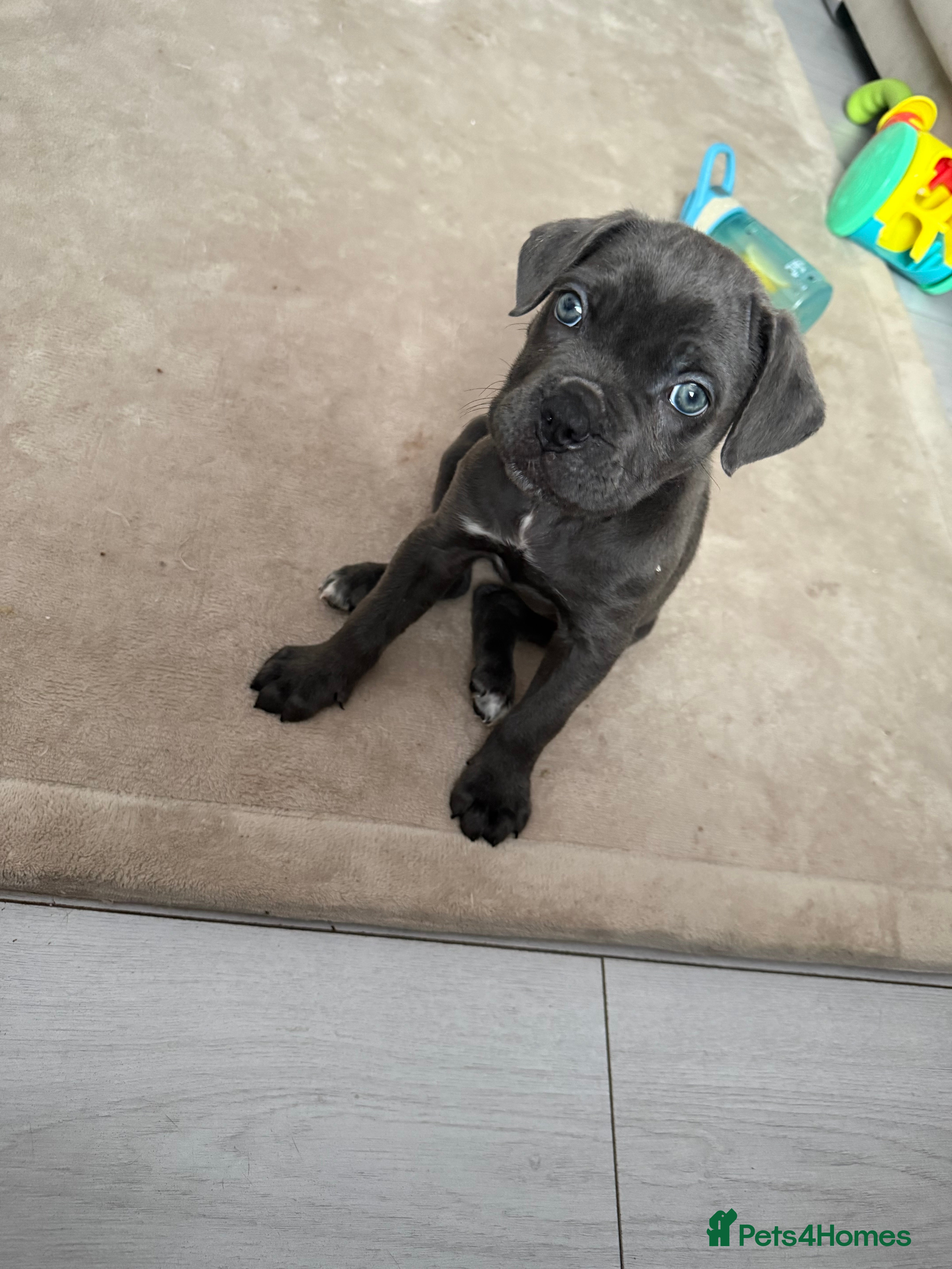 Cane Corso dogs REDUCED LAST GIRL LEFT🥰🥰 - Advert 18