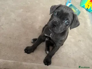 Cane Corso dogs REDUCED LAST GIRL LEFT🥰🥰 - Advert 18