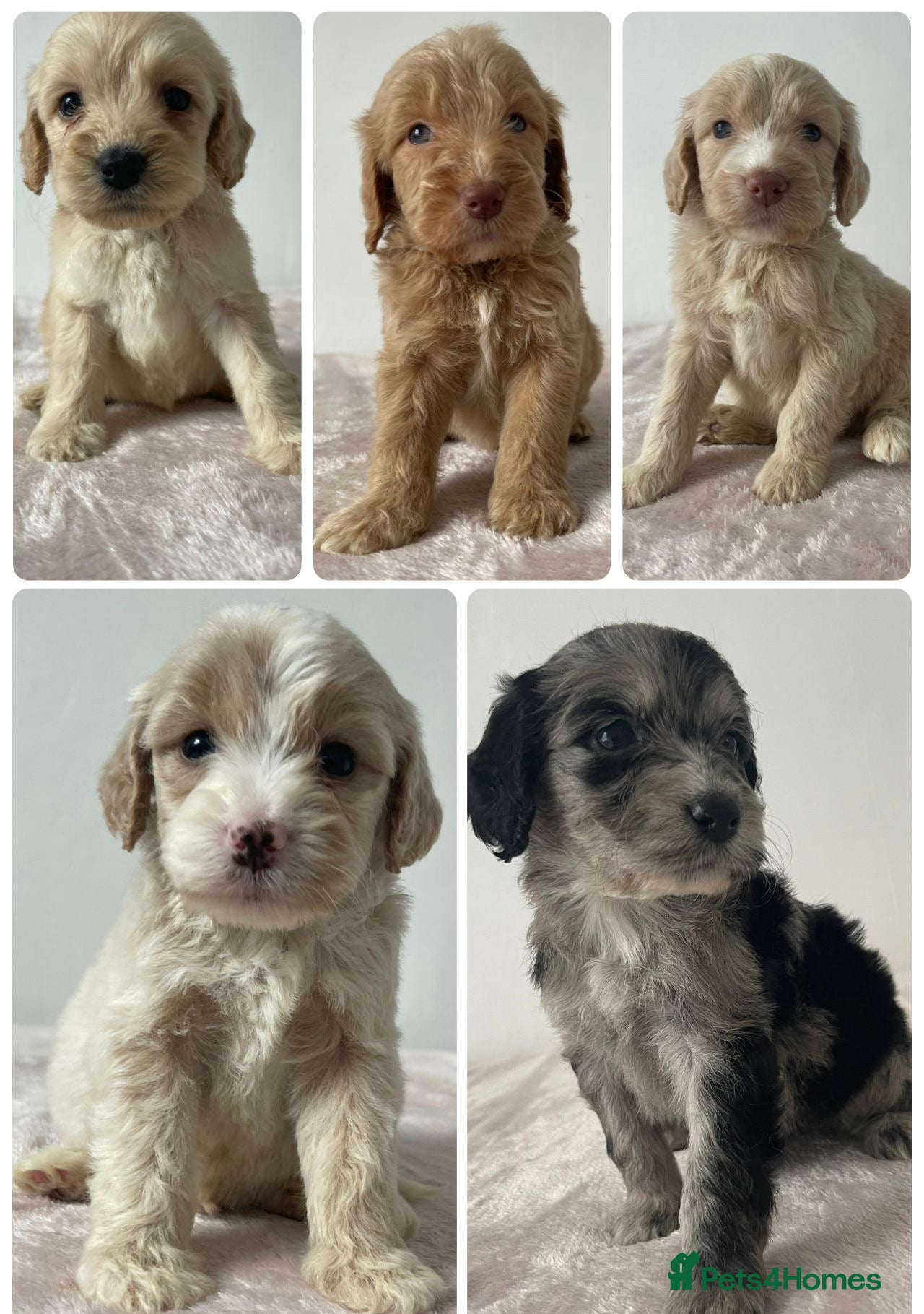 Cockapoo dogs Cockapoo Puppies  - Advert 6