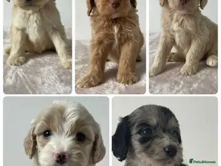 Cockapoo dogs Cockapoo Puppies - Advert 6