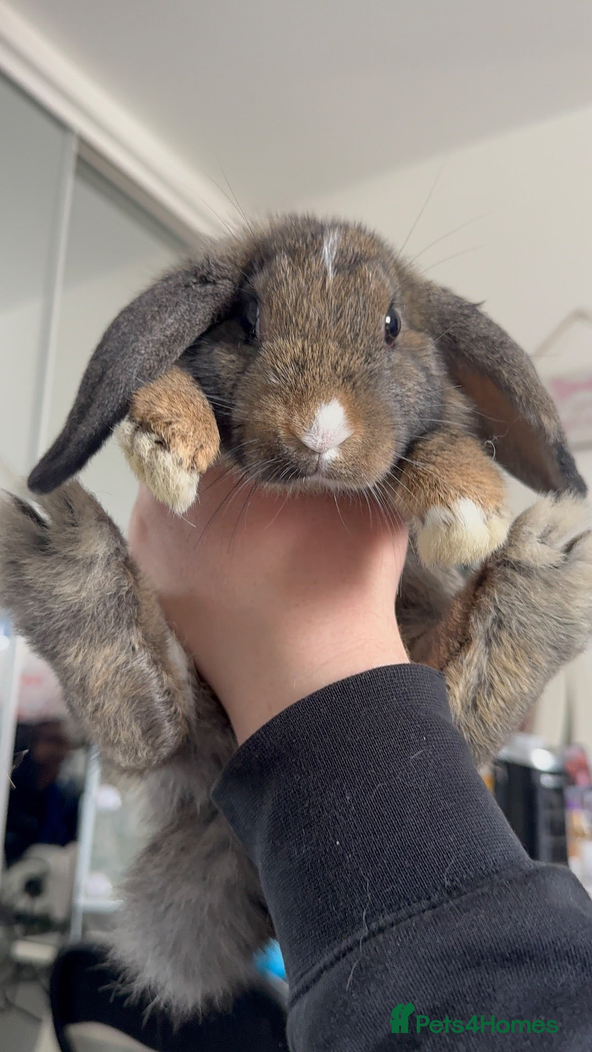 Mini Lop rabbits Baby rabbit  - Advert 7