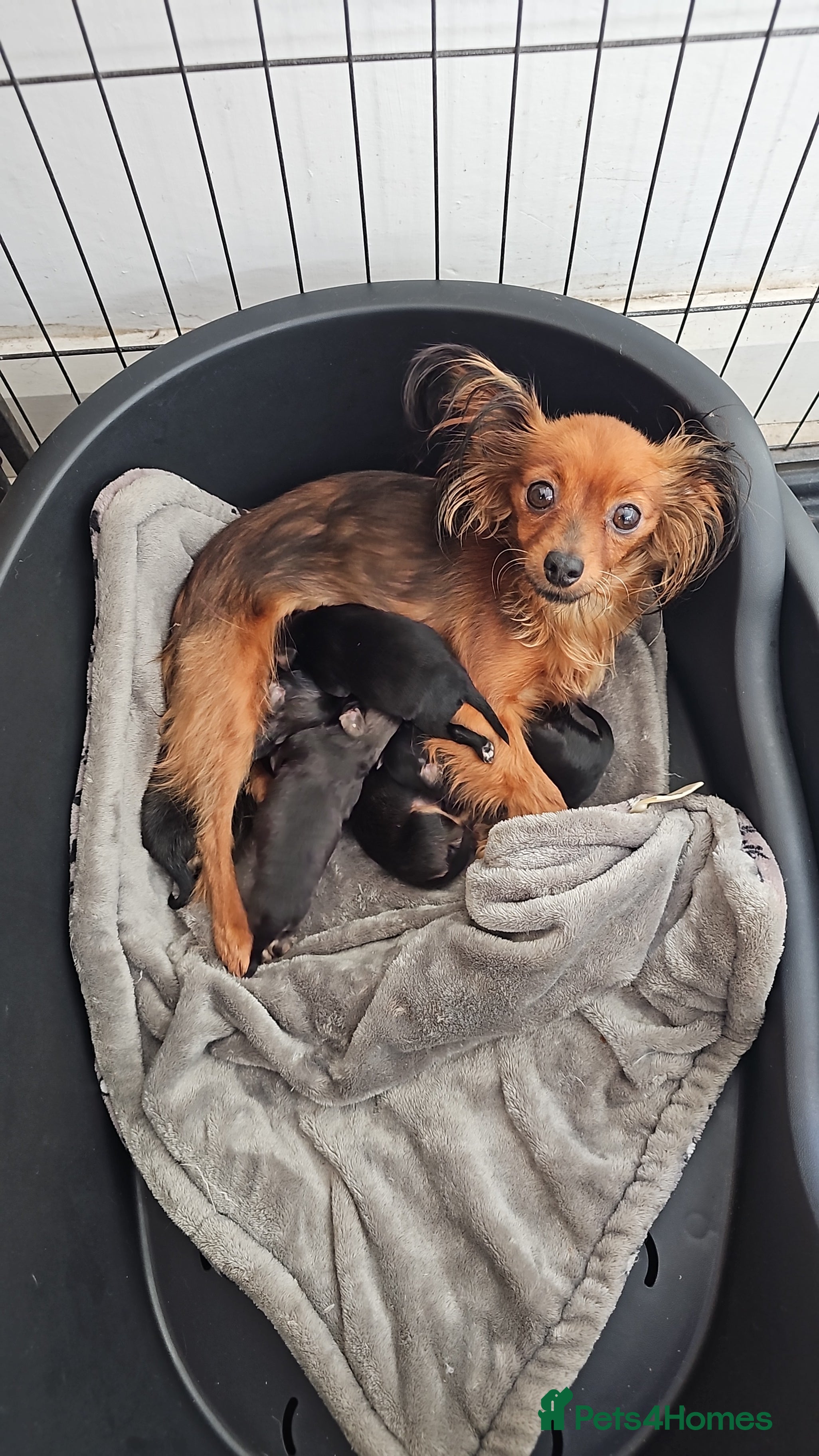 Russian Toy Terrier dogs Russian toy puppies  - Advert 2