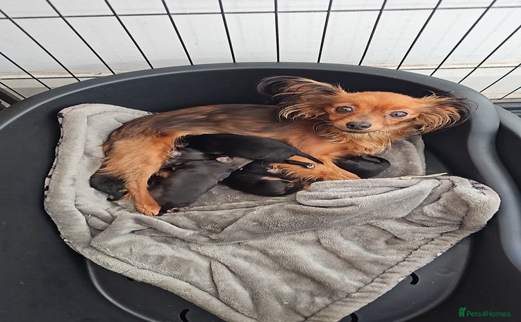 Russian Toy Terrier dogs Russian toy puppies  - Advert 2