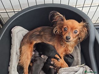 Russian Toy Terrier dogs Russian toy puppies - Advert 2