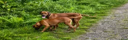 Rhodesian Ridgeback dogs for sale: KC RHODESIAN RIDGEBACK PUPPIES FOR SALE  in Carlisle - Advert 4