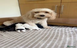 Cockapoo dogs for sale: Beautiful cockapoo family litter  - Image 14