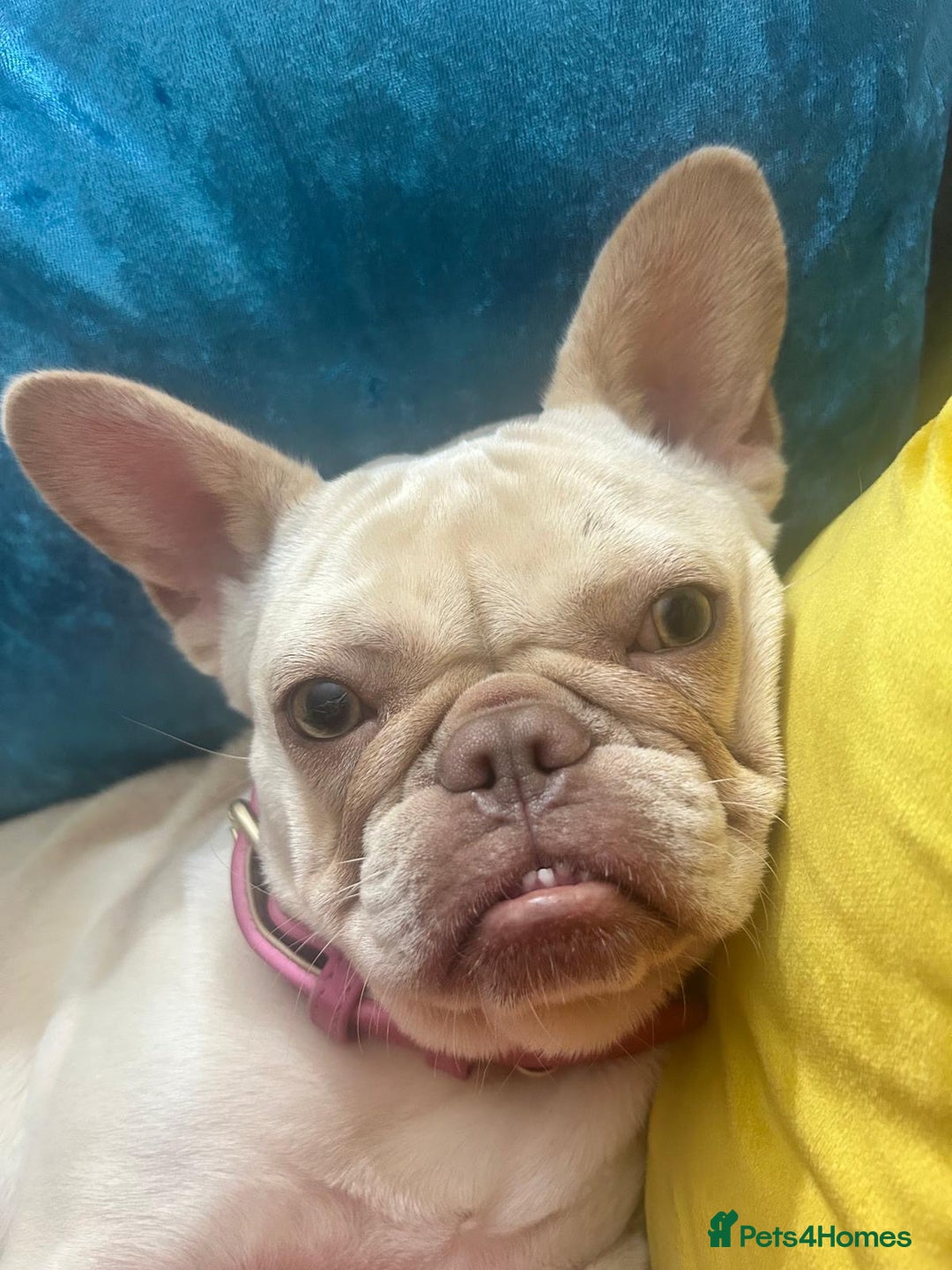 French Bulldog dogs for sale: 1 year old female platinum frenchie.  - Advert 3
