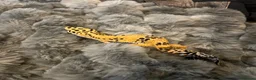 Leopard Gecko reptiles for sale: Beautifully marked hi-yellow female - Advert 4