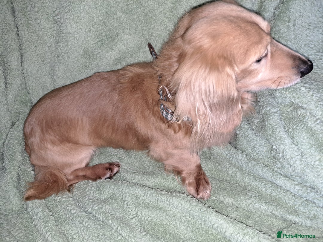 Miniature Dachshund dogs for stud: STUD 100% Long Haired Cream Miniature Dachshund - Image 19