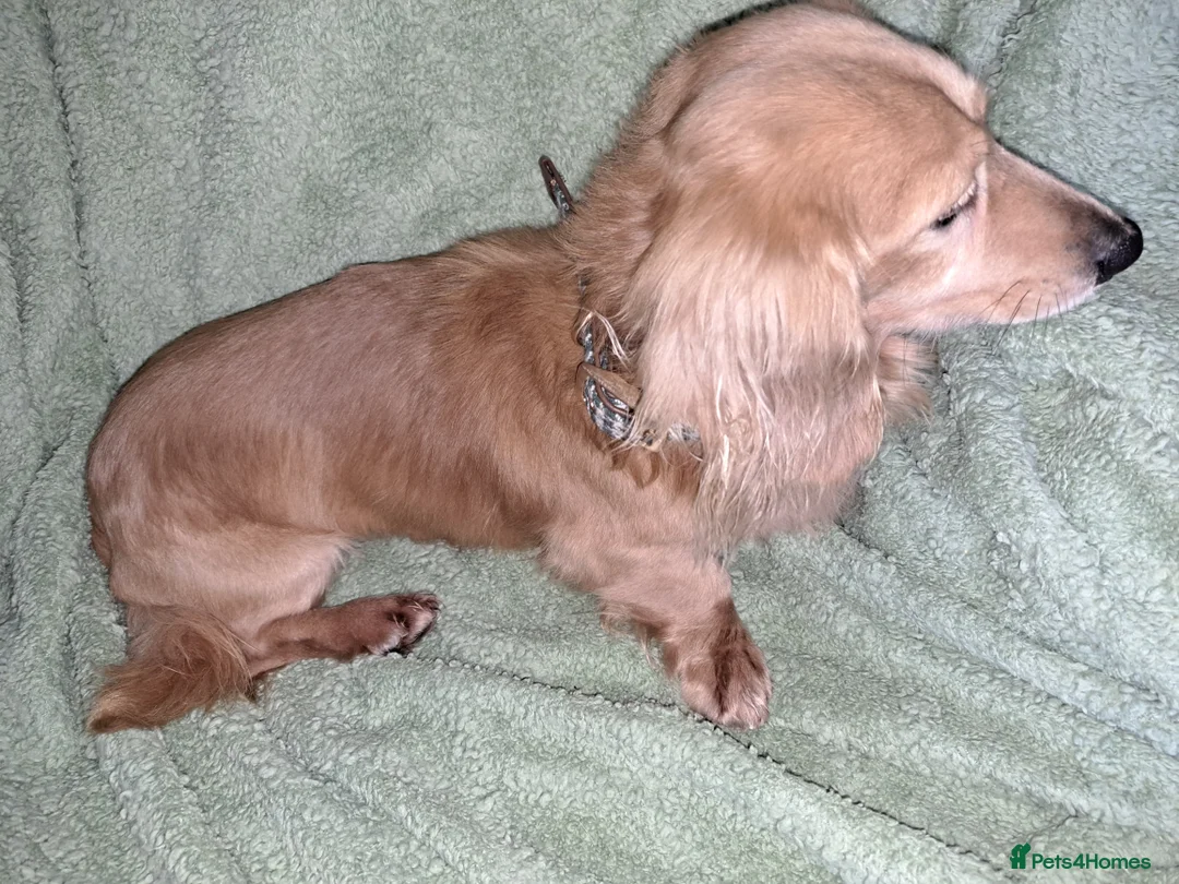 Miniature Dachshund dogs for stud: STUD 100% Long Haired Cream Miniature Dachshund - Advert 19
