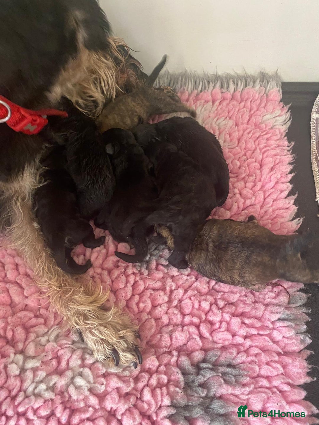 Schnoodle dogs for sale: Beautiful Schnoodle Puppies For Sale - Image 25