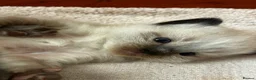 Ragdoll cats for sale: Kittens for sale  in Newcastle upon Tyne - Advert 3