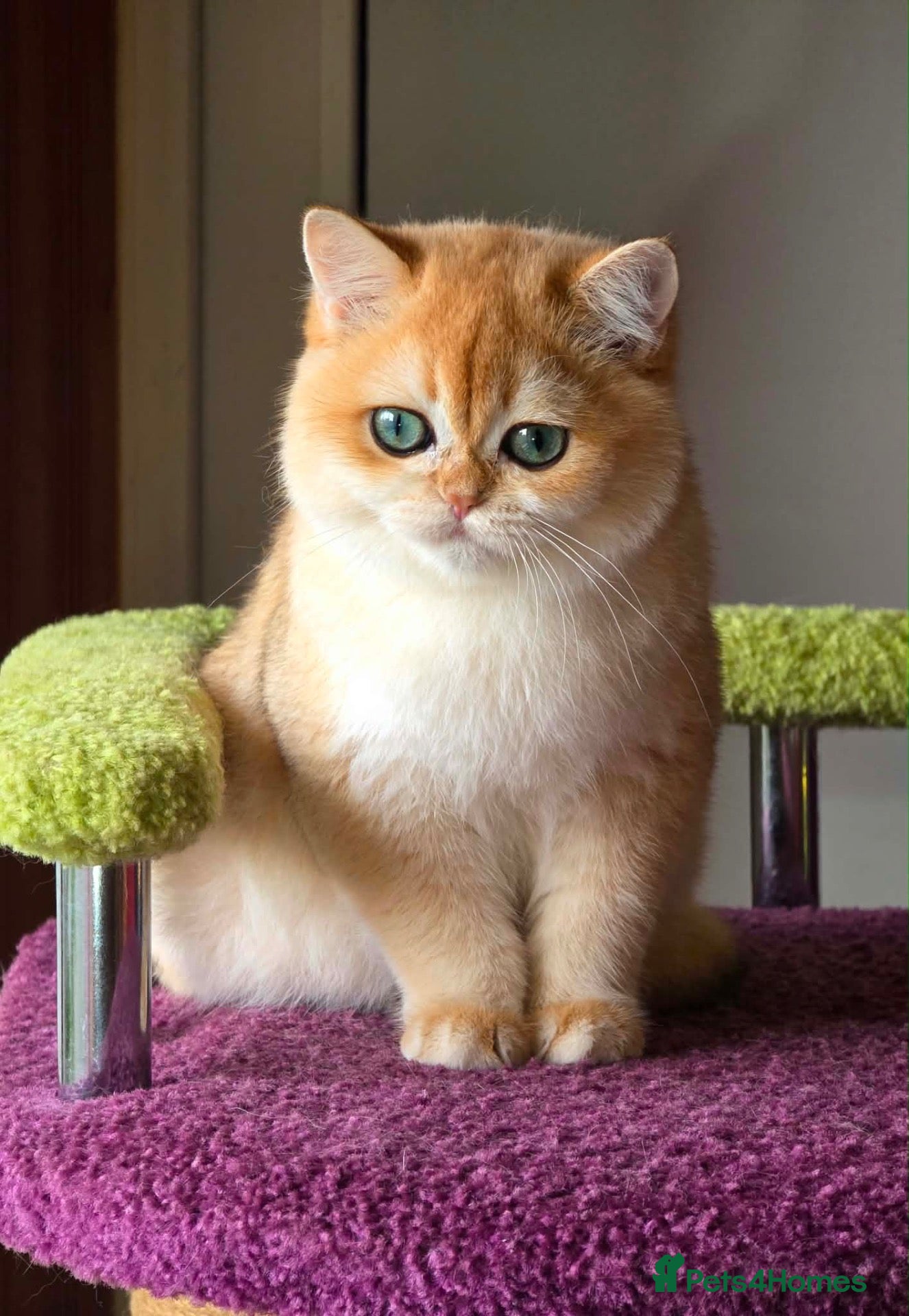 British Shorthair cats for sale: Beautiful golden active queen for sale  - Advert 4