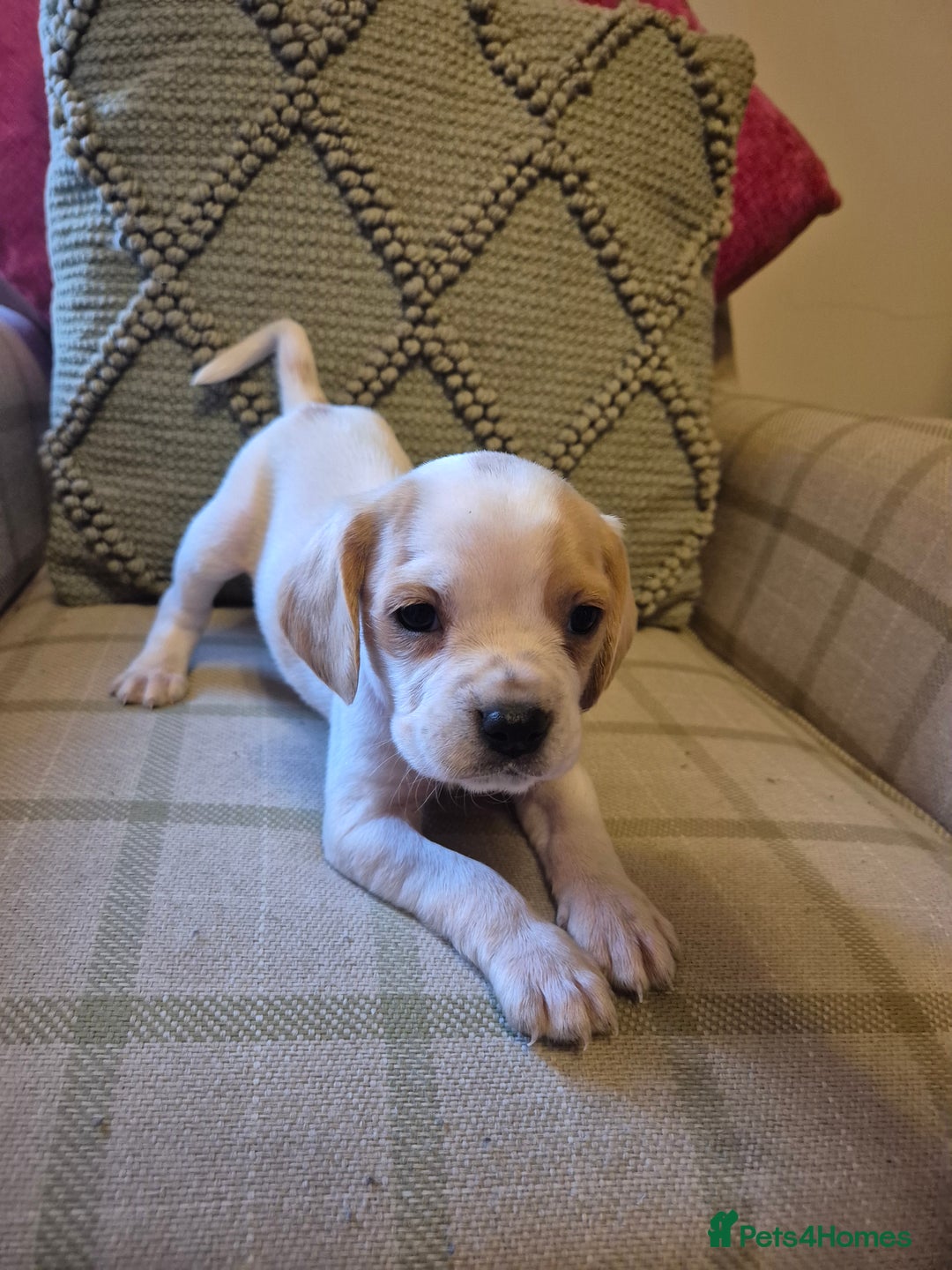 Mixed Breed dogs for sale: Pug x king charles cavalier  - Image 4