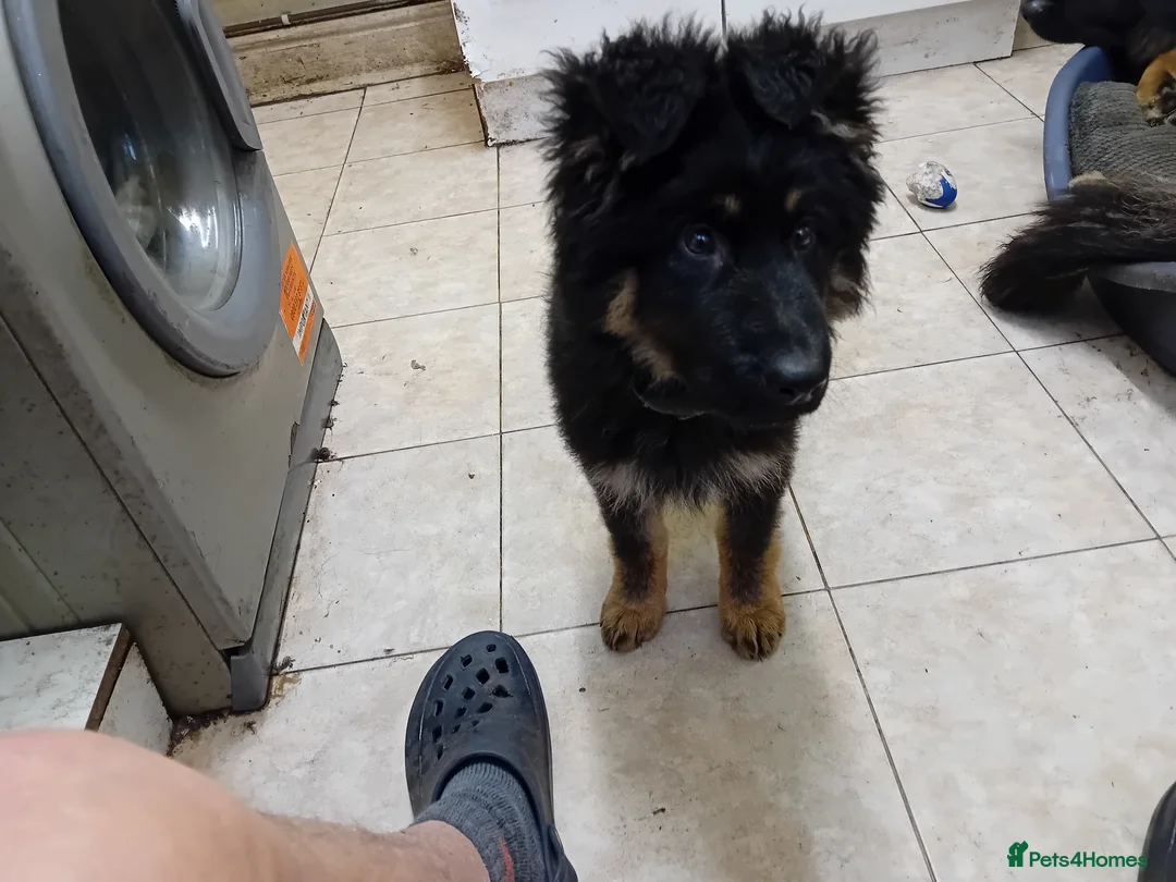German Shepherd dogs for sale: Black and Tan boy - Advert 1