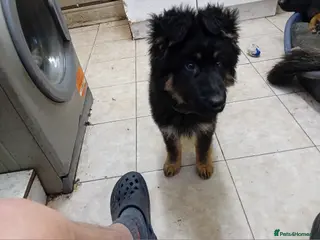 German Shepherd dogs Black and Tan boy - Advert 1