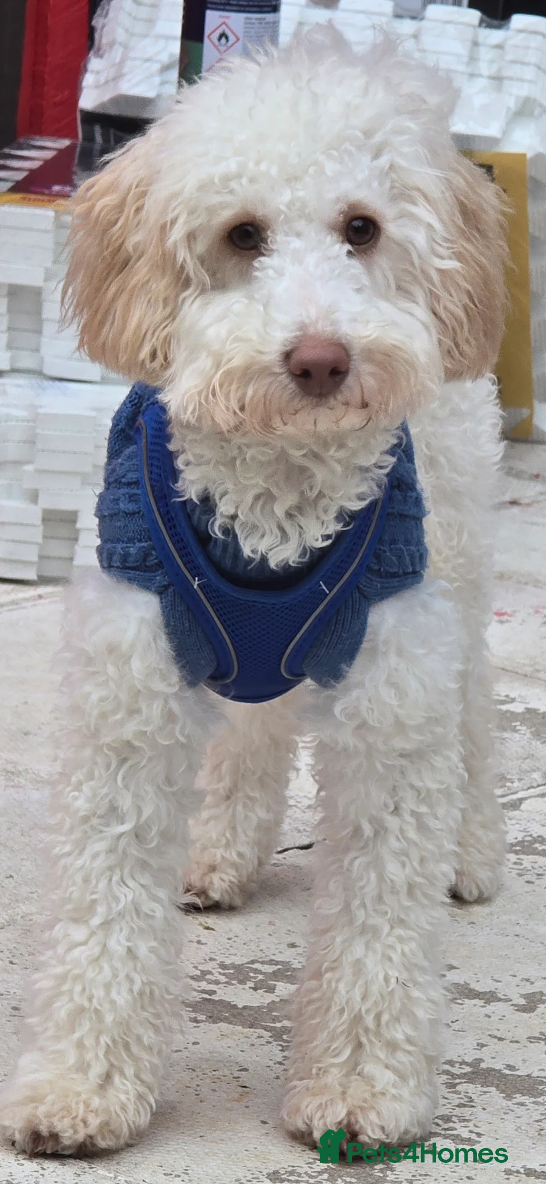 Cavapoo dogs for sale: Beautiful male cavapoo needs new home  - Advert 2