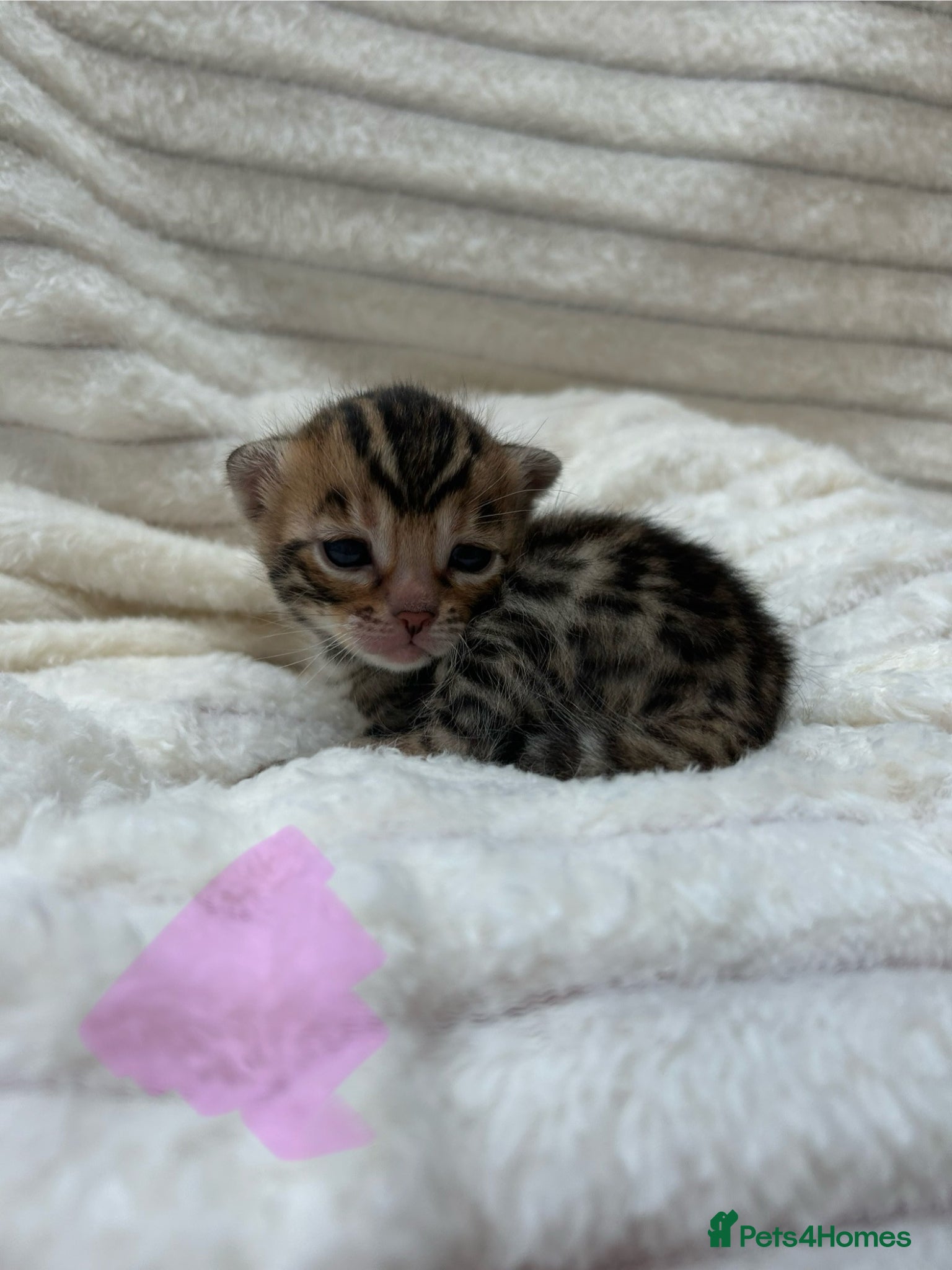 Bengal cats ❤️ Gorgeous Pure Bengal Kitten Ready to Go ❤️ - Advert 11