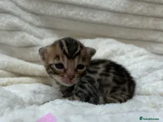 Bengal cats ❤️ Gorgeous Pure Bengal Kitten Ready to Go ❤️ - Advert 11