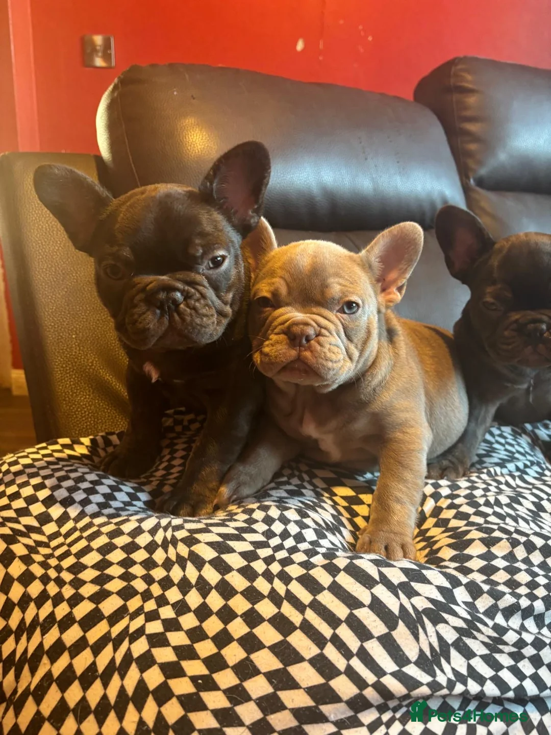 French Bulldog dogs for sale: French bulldog puppies - Advert 13