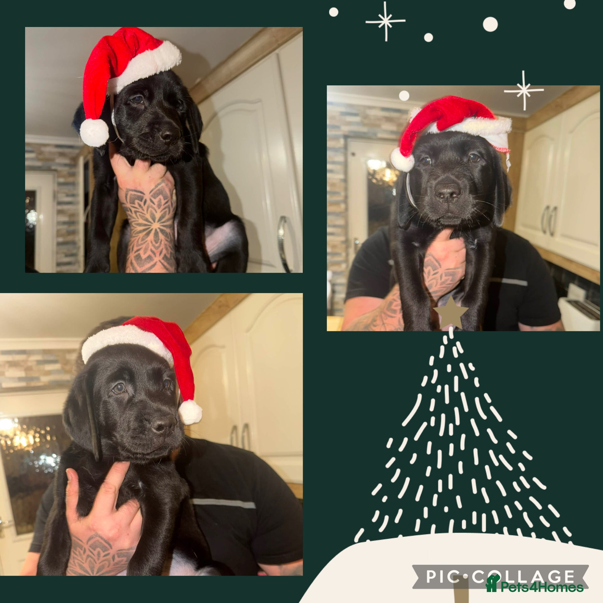 Labrador Retriever dogs (REDUCED) KC registered Labradors READY TOMORROW - Advert 7