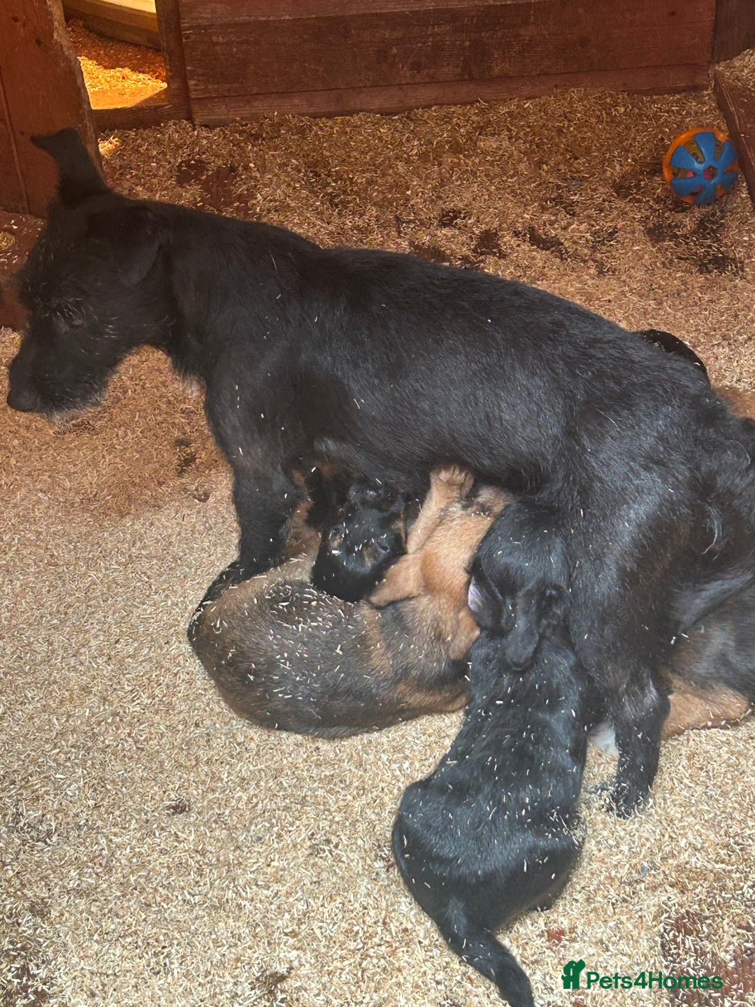 Mixed Breed dogs for sale: Patterdale x Boarder Lakeland Terrier puppies - Advert 3