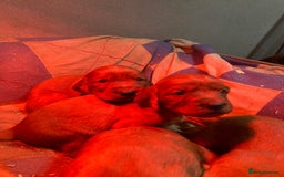 Irish Setter dogs for sale: Purebred Irish setter pups for sale - Advert 5