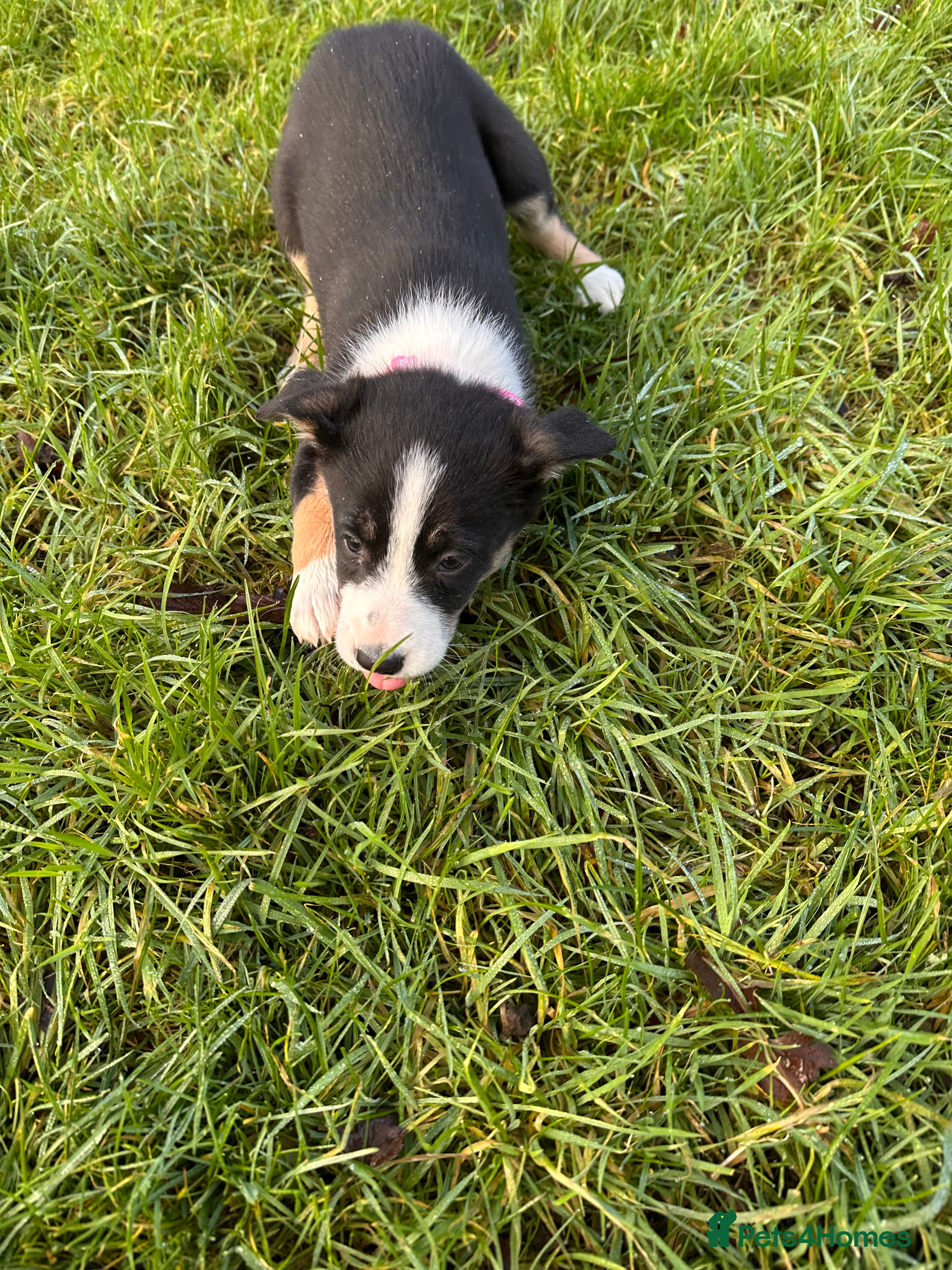 Border Collie dogs 3 Border Collie Tri-Coloured Puppies - Advert 1