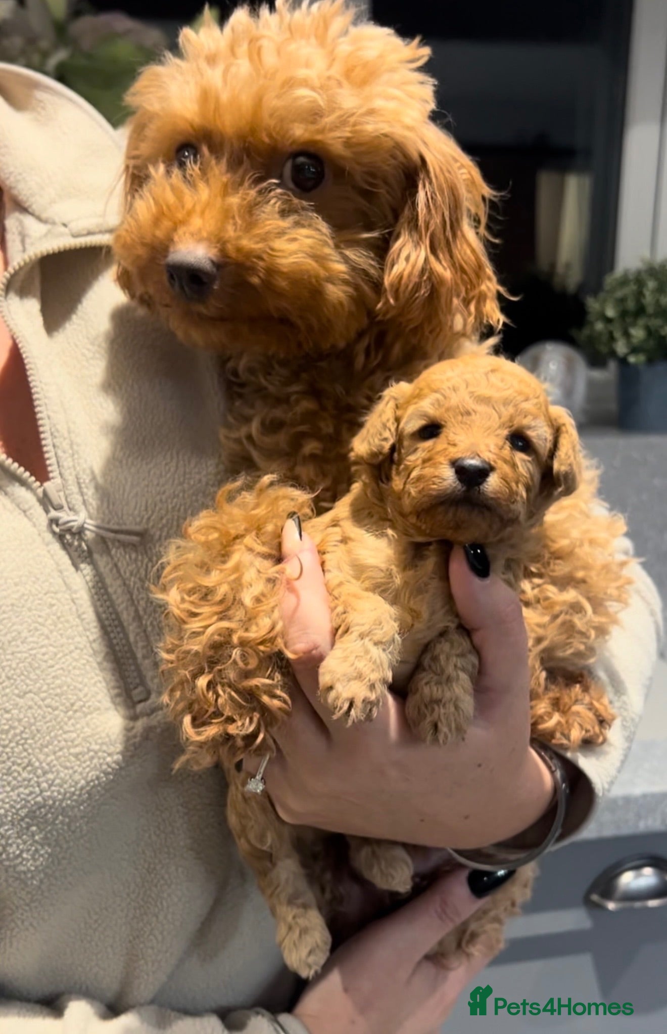 Toy Poodle dogs Tiny toy poodle puppy  - Advert 1
