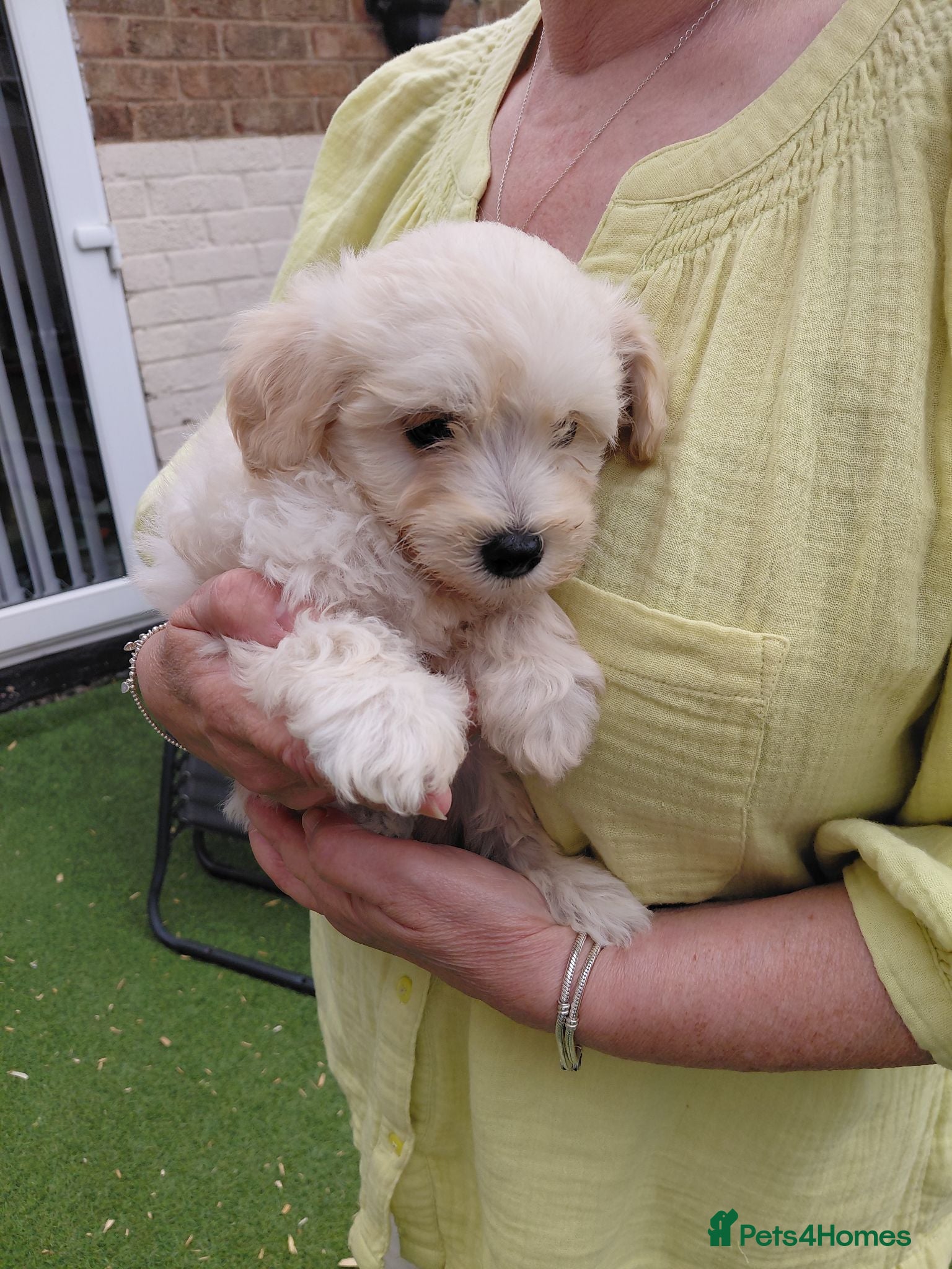 Maltipoo dogs Ready Now Beautiful Champagne Maltipoo Pups - Advert 17