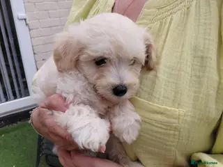 Maltipoo dogs Ready Now Beautiful Champagne Maltipoo Pups - Advert 10