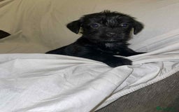 Cockapoo dogs for sale: Here I Have Too Beautiful cockerpoo Girls  - Advert 3