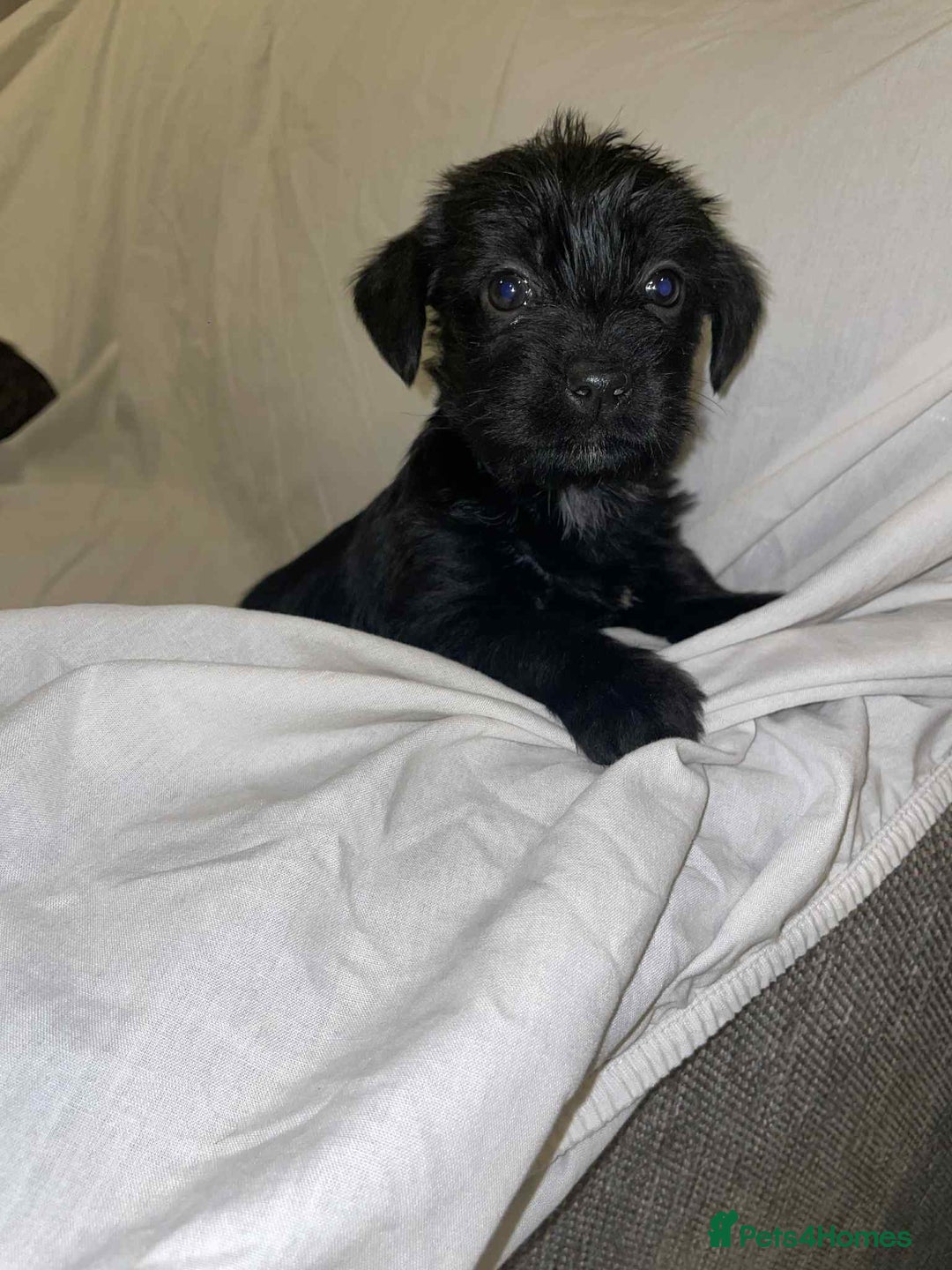 Cockapoo dogs for sale: Here I Have Too Beautiful cockerpoo Girls  - Advert 3