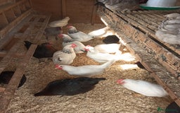 Chickens poultry for sale: POL Hybred Pullets  - Image 4