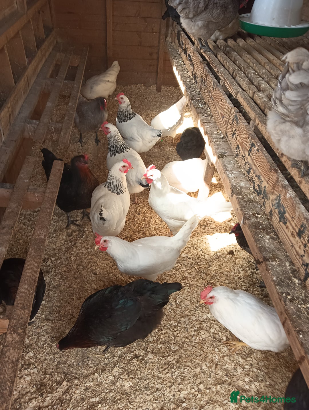 Chickens poultry for sale: POL Hybred Pullets  - Image 4