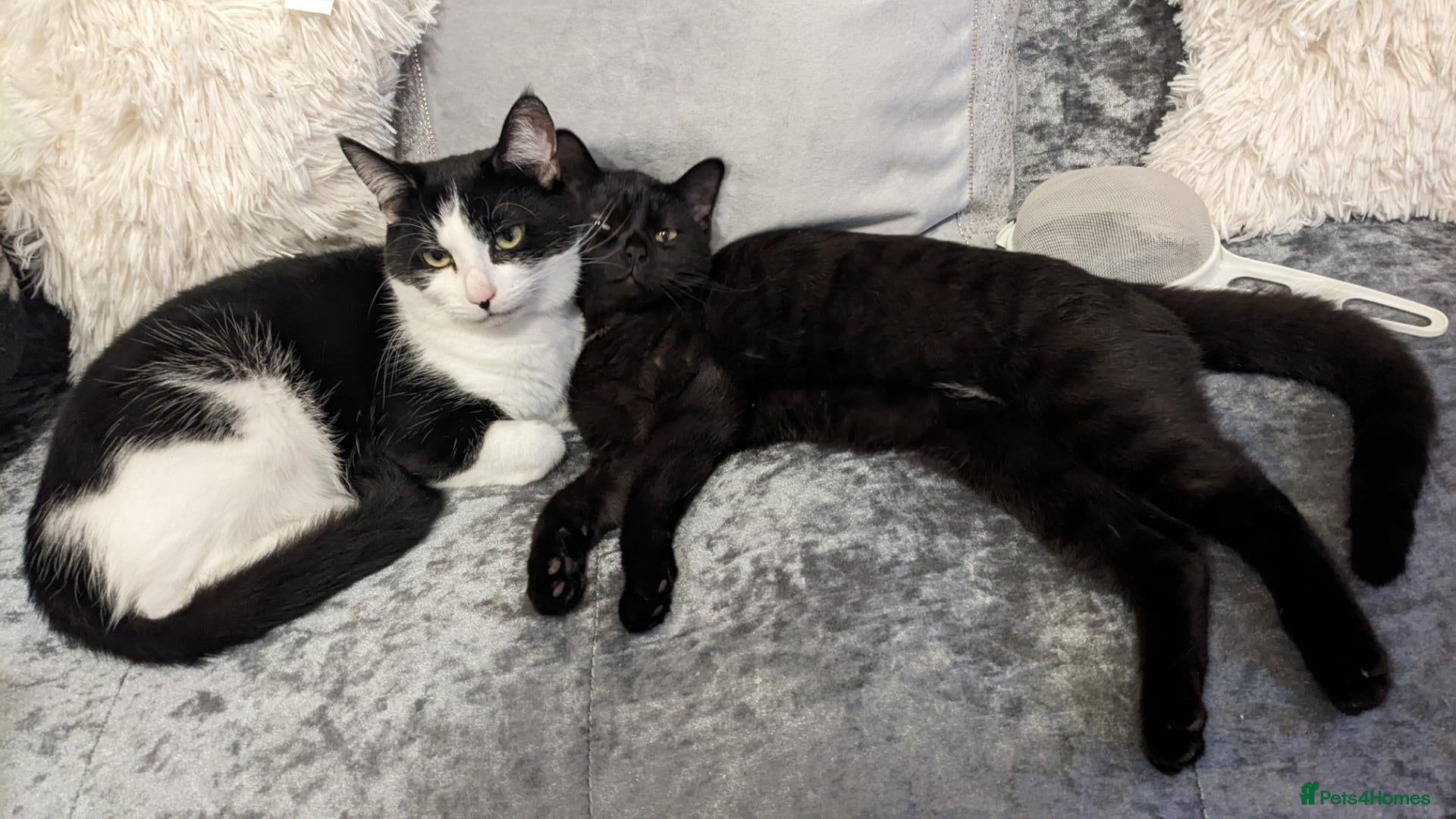 Mixed Breed cats 2 adult male cats  - Advert 2