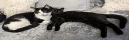 Mixed Breed cats for sale: 2 adult male cats  in Derby - Advert 1