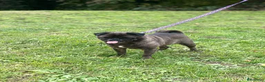 Pug 1